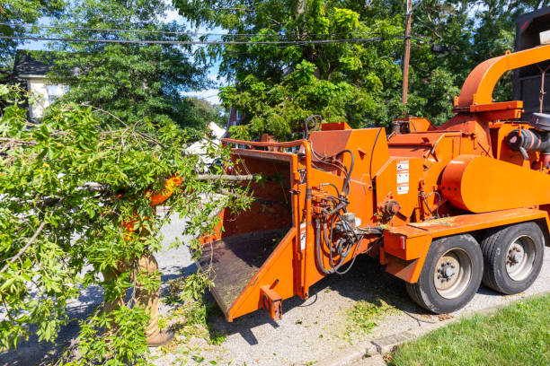 The Steps Involved in Our Tree Care Process in Holladay, UT